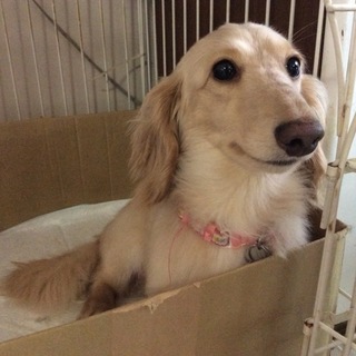 里親様決定致しました(*ov.v)o