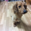 里親様決定致しました(o^^o)