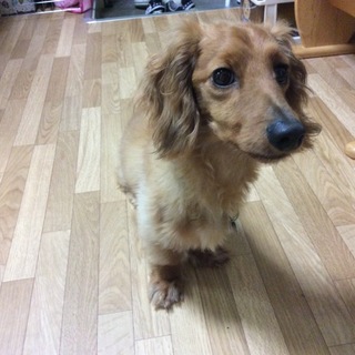 里親様決定致しました(o^^o)