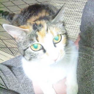 ものすごい甘えん坊ミケちゃん