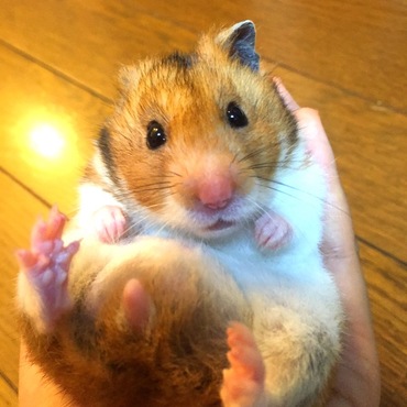 最近はとても大人しくかわいい。