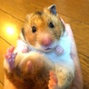 最近はとても大人しくかわいい。