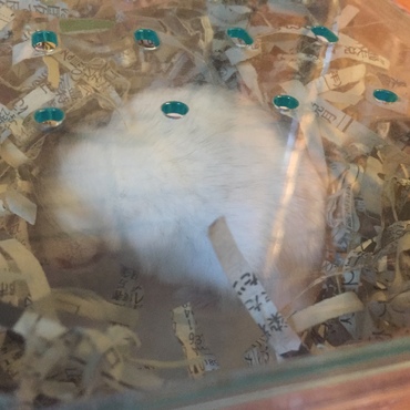 寝てる