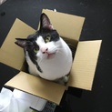 黒白 成猫 (多摩区☆麻生区☆稲城市希望)