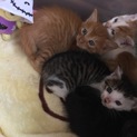 県内の方でお願いします！急ぎです！可愛い黒猫です！