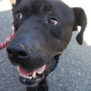 ☆助かりました☆遺棄されたかもしれない迷子犬
