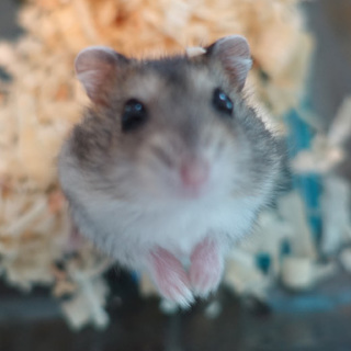 5月中旬生まれのジャンガリアンハムスターの男の子