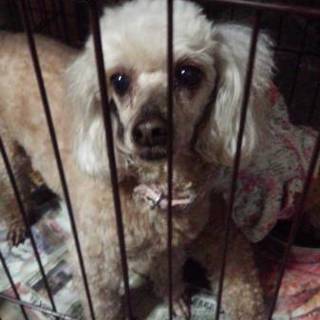 プードル アプリコット 女の子