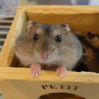 生後約1ヶ月半のジャンガリアンハムスター