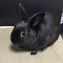 真っ黒のミニウサギちゃんです♪