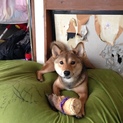 元気いっぱいコロちゃん