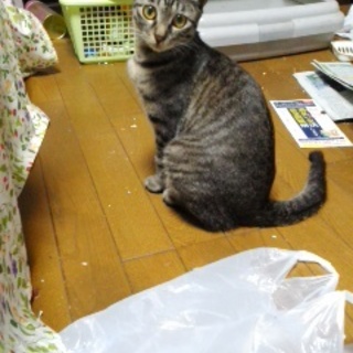可愛いキジトラさん