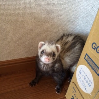 ゆったりしたフェレットちゃん♪