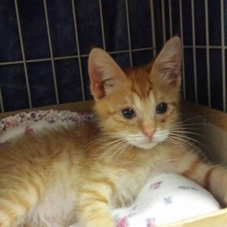 茶トラのメス子猫ちゃん