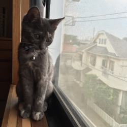 窓からの眺めは面白いニャ