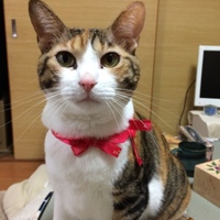 ねね