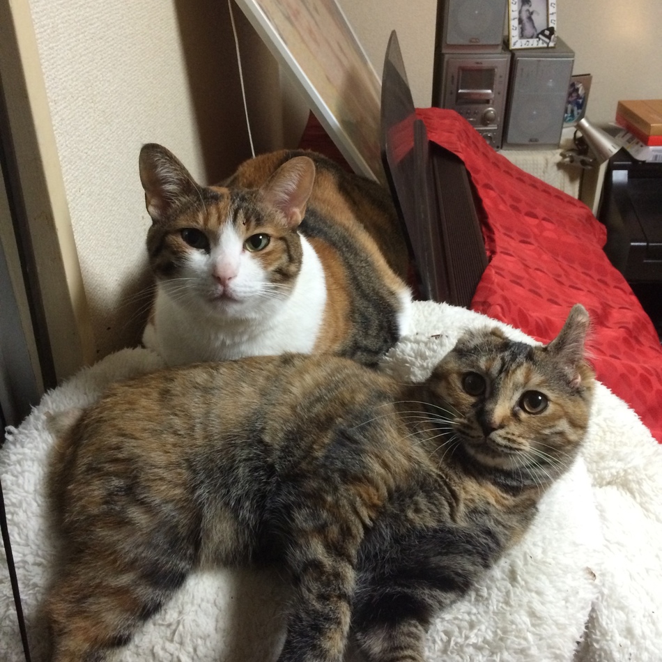 ねねのカバー写真