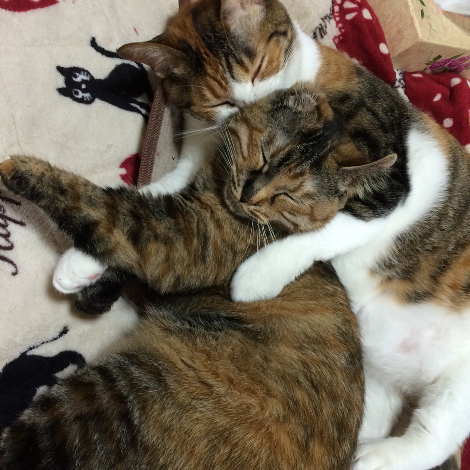 ココのカバー写真