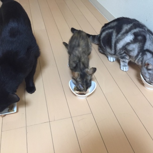 空姫のカバー写真