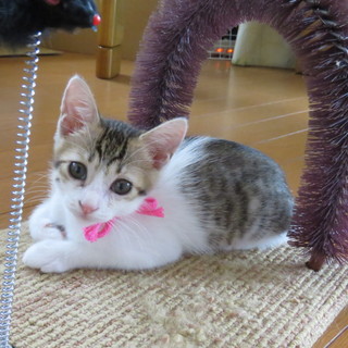 おめめパッチリ綺麗なキジ白の女の子♡