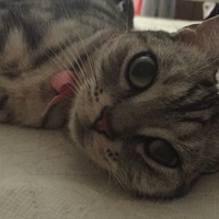 ヒメ