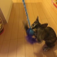 キララ