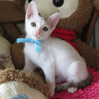 好奇心旺盛やんちゃなキジ白男の子♡