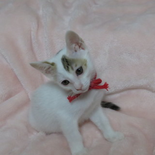 元気で甘えん坊キジ白女の子♡