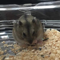 Vivi(ヴィヴィ)
