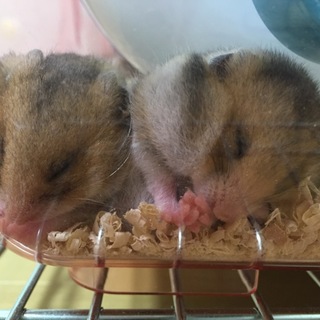 里親募集中！ ゴールデンハムスター 赤ちゃん
