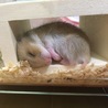 里親募集中！ ゴールデンハムスター 赤ちゃん サムネイル2