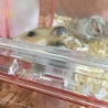 里親募集中！ ゴールデンハムスター 赤ちゃん サムネイル3