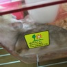 里親募集中！ ゴールデンハムスター 赤ちゃん サムネイル4