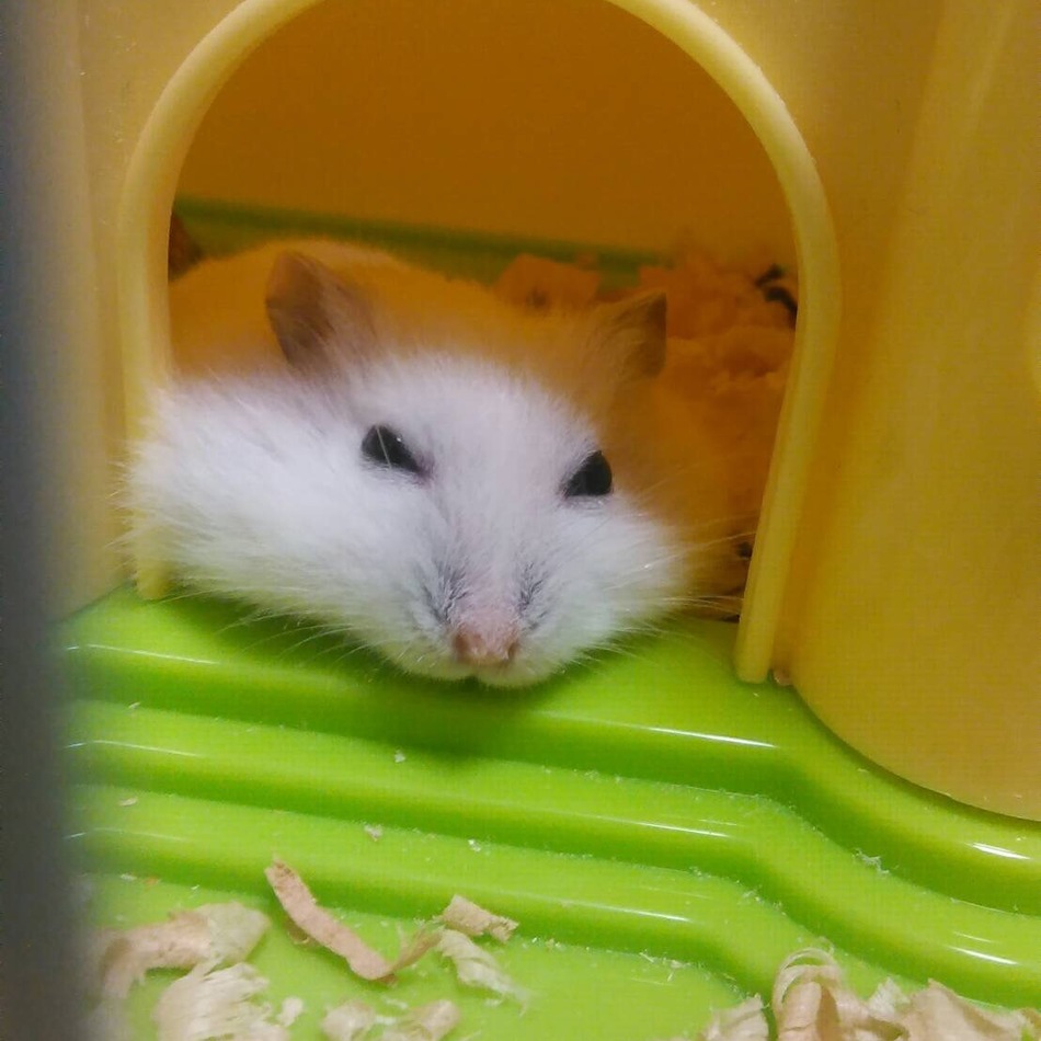 Czarina(シャリナ)のカバー写真