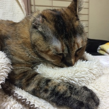 力尽きて寝た（笑）