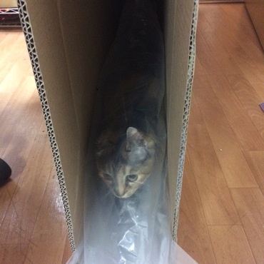 ダンボール好きやなー！