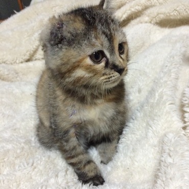 初期のココちゃん(^ ^)