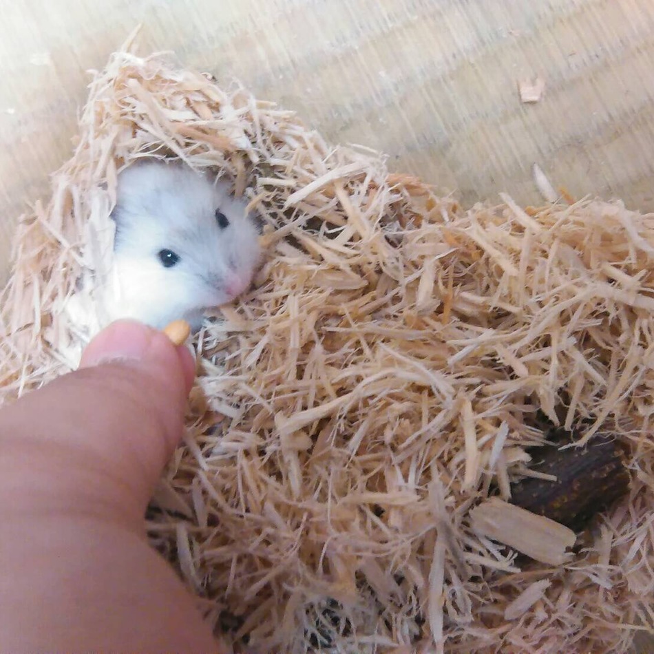 Uriël (ウリエル)のカバー写真
