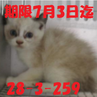 緊急募集です！！どうぞどうぞ宜しくお願いします！！