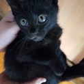 黒猫の子猫