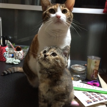 の写真