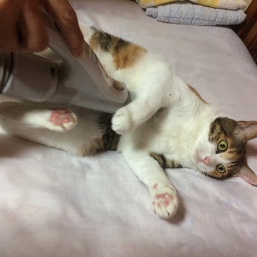 掃除機へっちゃらー