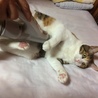 掃除機へっちゃらー