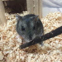 アマテラス