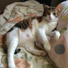 デブ猫？