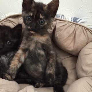 白眉がかわいいパティちゃん