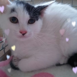 ★こてつくんの幸せ探し★