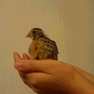 うずらのこども