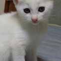 こねこの里親募集【決定しました】