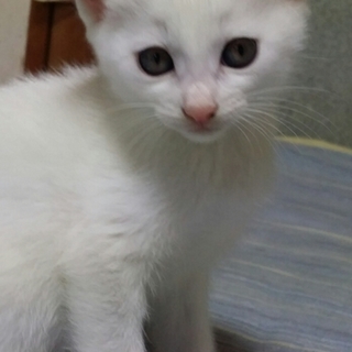 こねこの里親募集【決定しました】